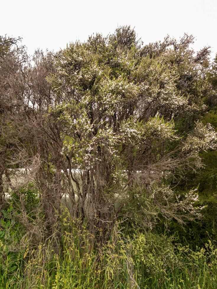 kanuka chá árvore plantar foto