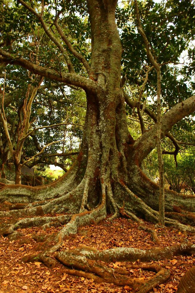 Norfolk ilha cenário, Austrália foto