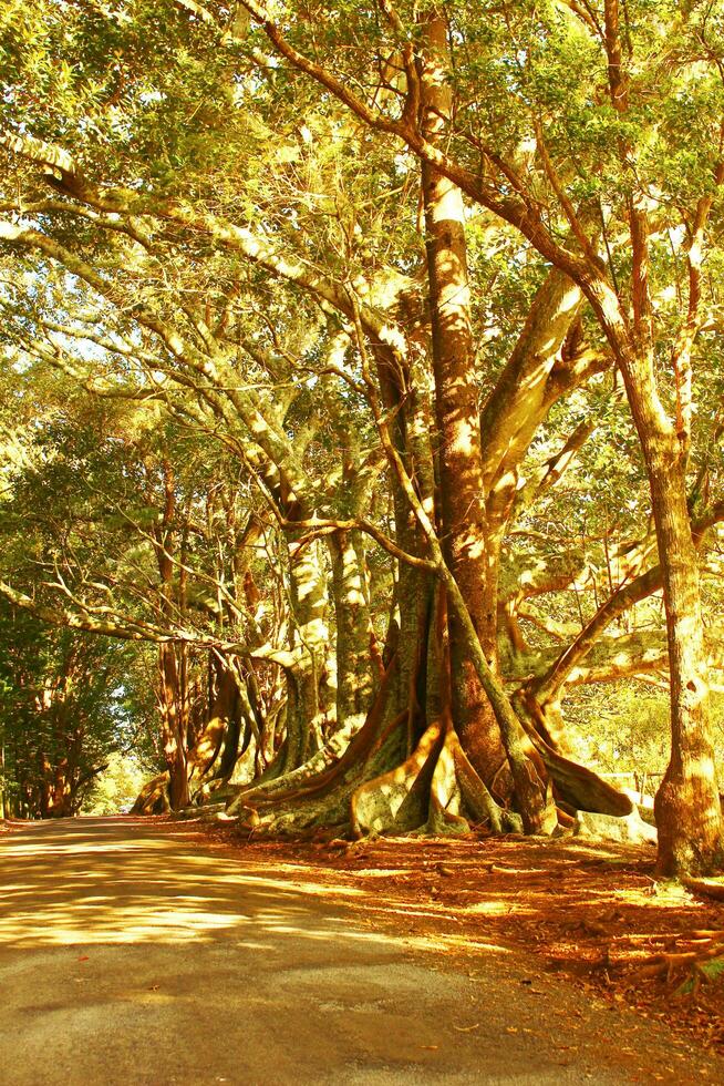 Norfolk ilha cenário, Austrália foto