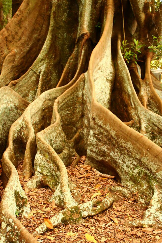 Norfolk ilha cenário, Austrália foto