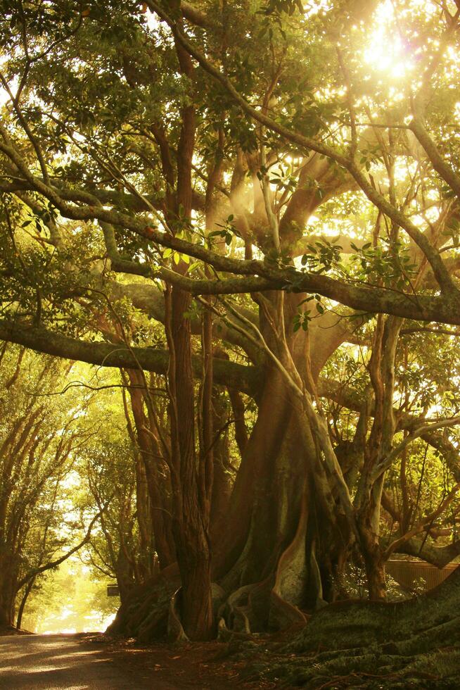 Norfolk ilha cenário, Austrália foto