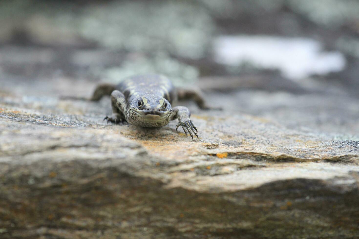 Otago skink dentro Novo zelândia foto