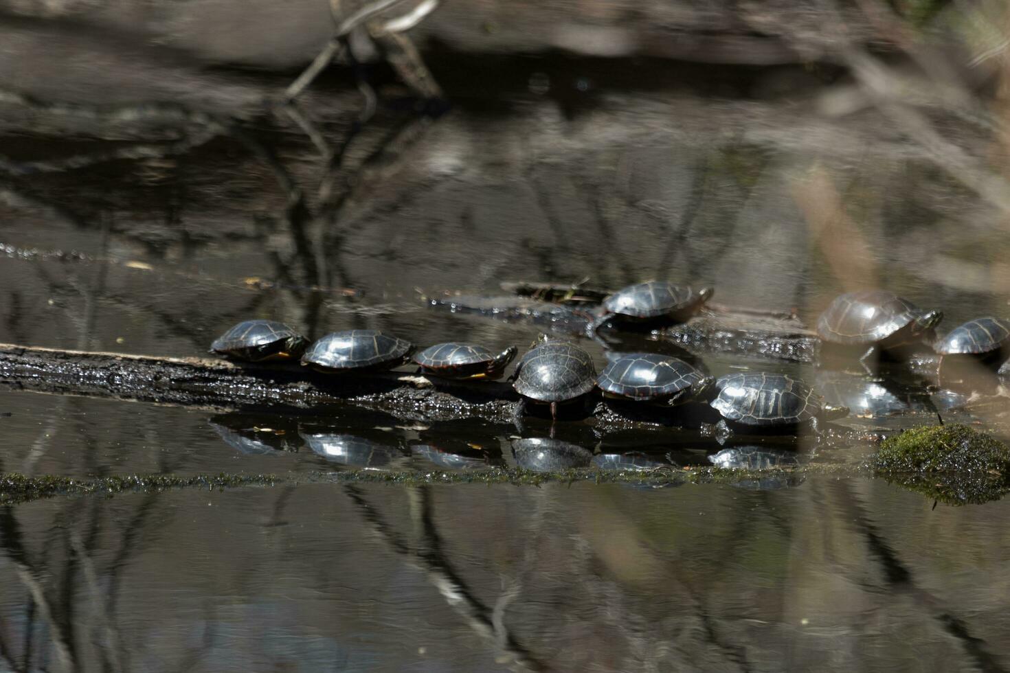 de orelhas vermelhas tartaruga dentro Austrália foto