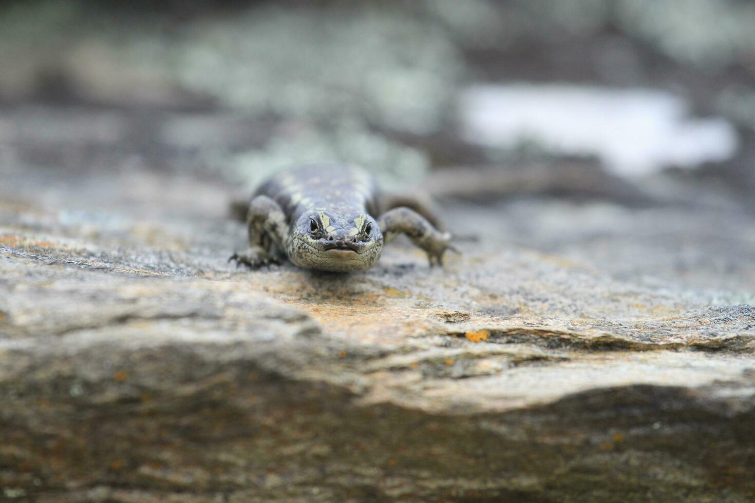 Otago skink dentro Novo zelândia foto