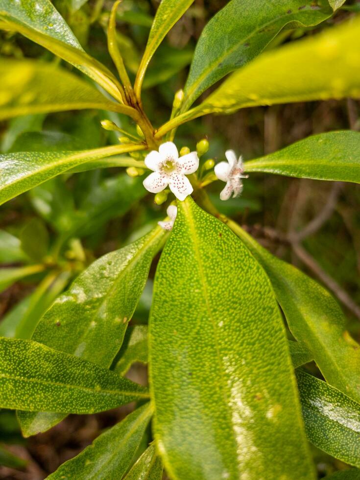 tasmaniano ngaio plantar foto