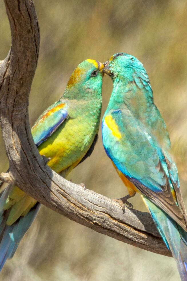 mulga papagaio dentro Austrália foto