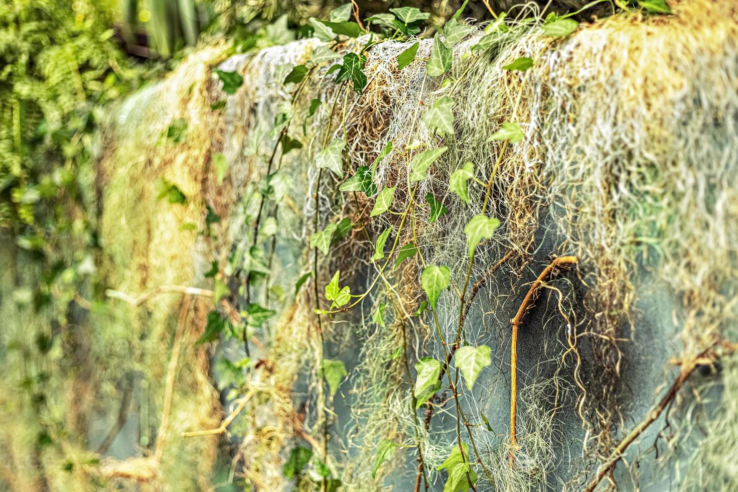 fundo de uma parede de concreto no jardim, coberto com ivy. foto