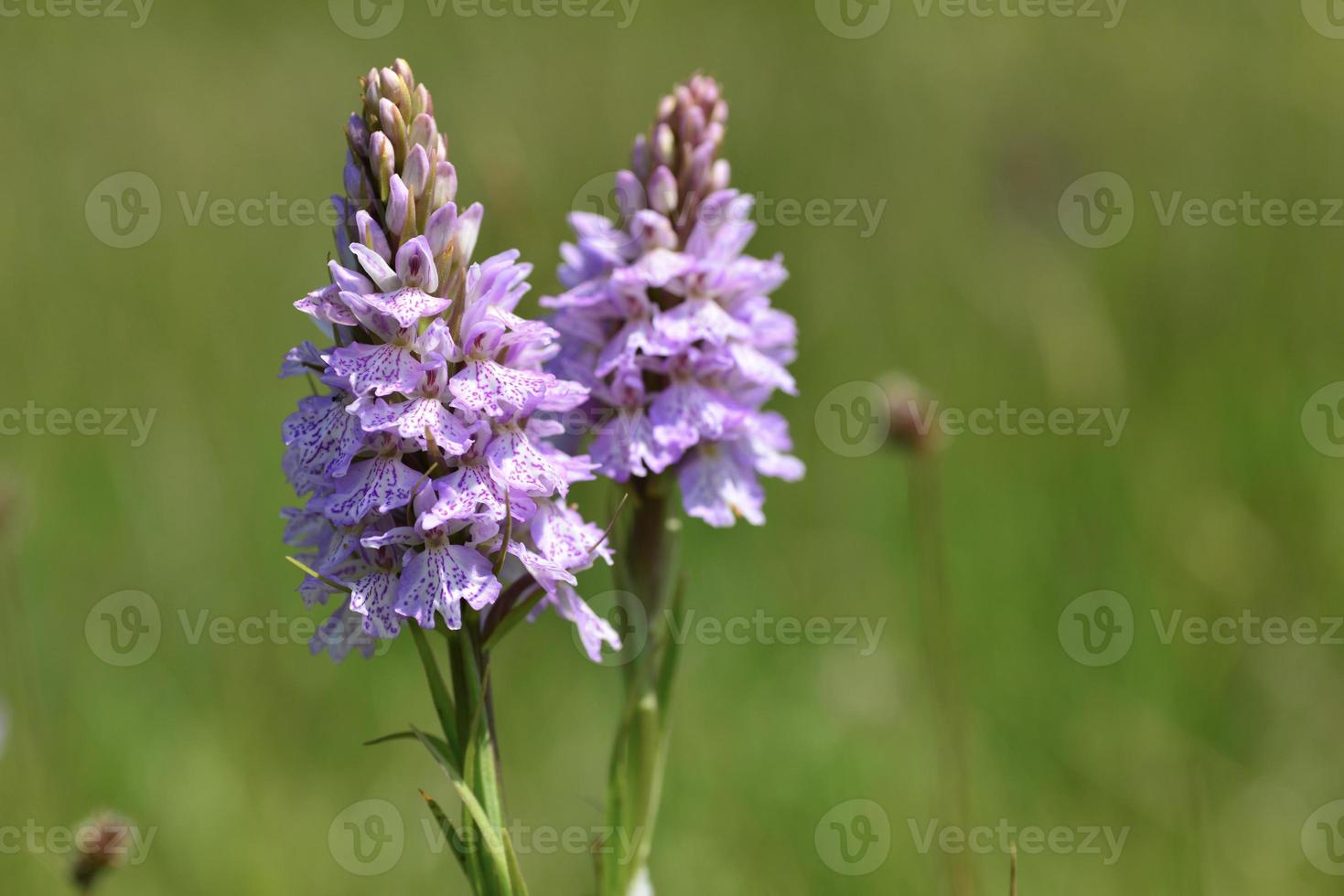 imagem macro do reino unido de orquídea manchada de flores da primavera foto