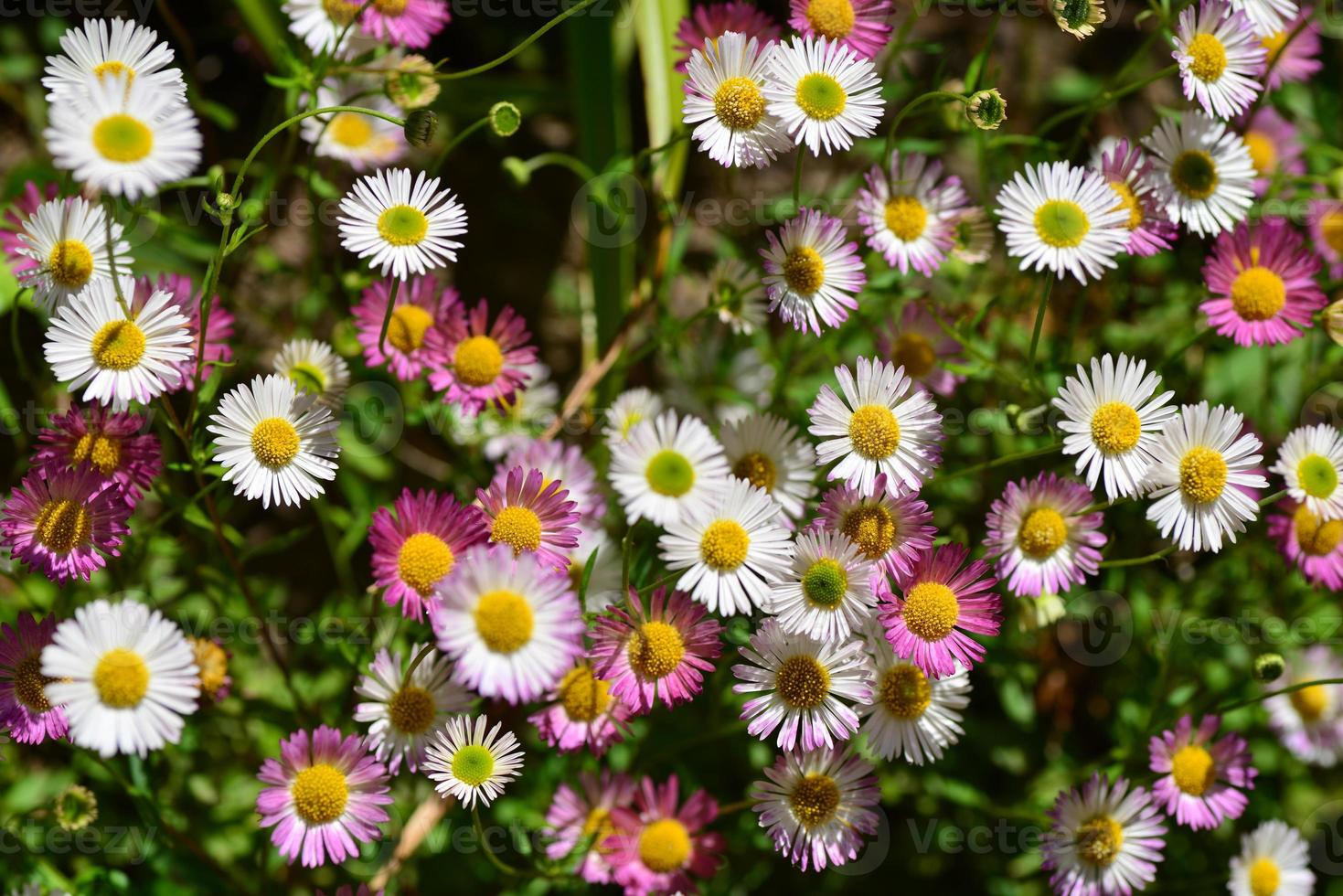 imagem macro do reino unido de jersey da margarida selvagem de flores da primavera foto