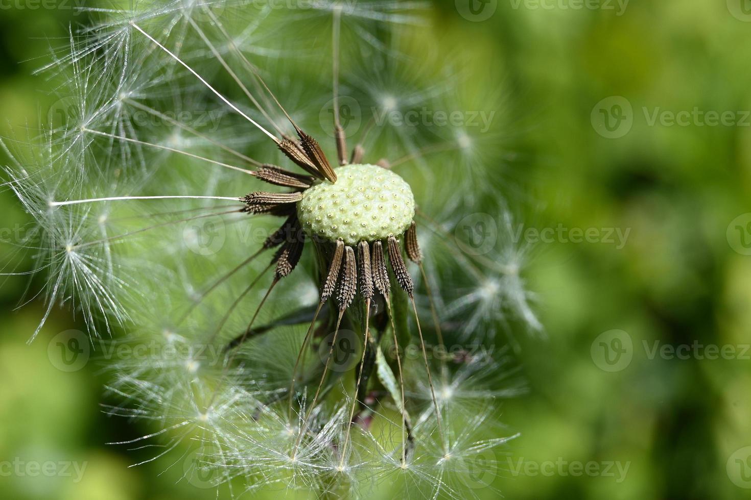 flor de leite desabrochando foto