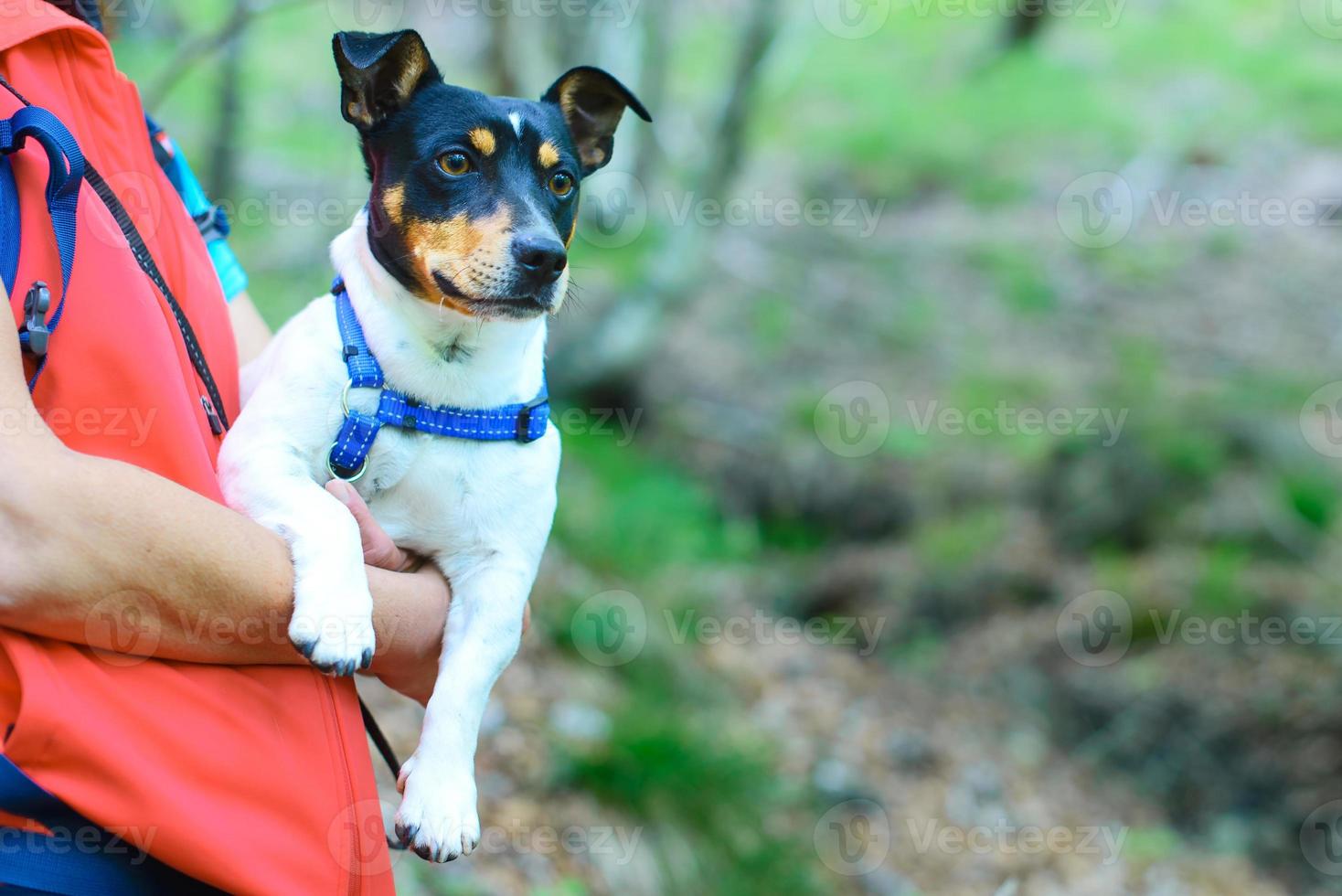 cachorro jack russell nos braços de sua amante na natureza foto