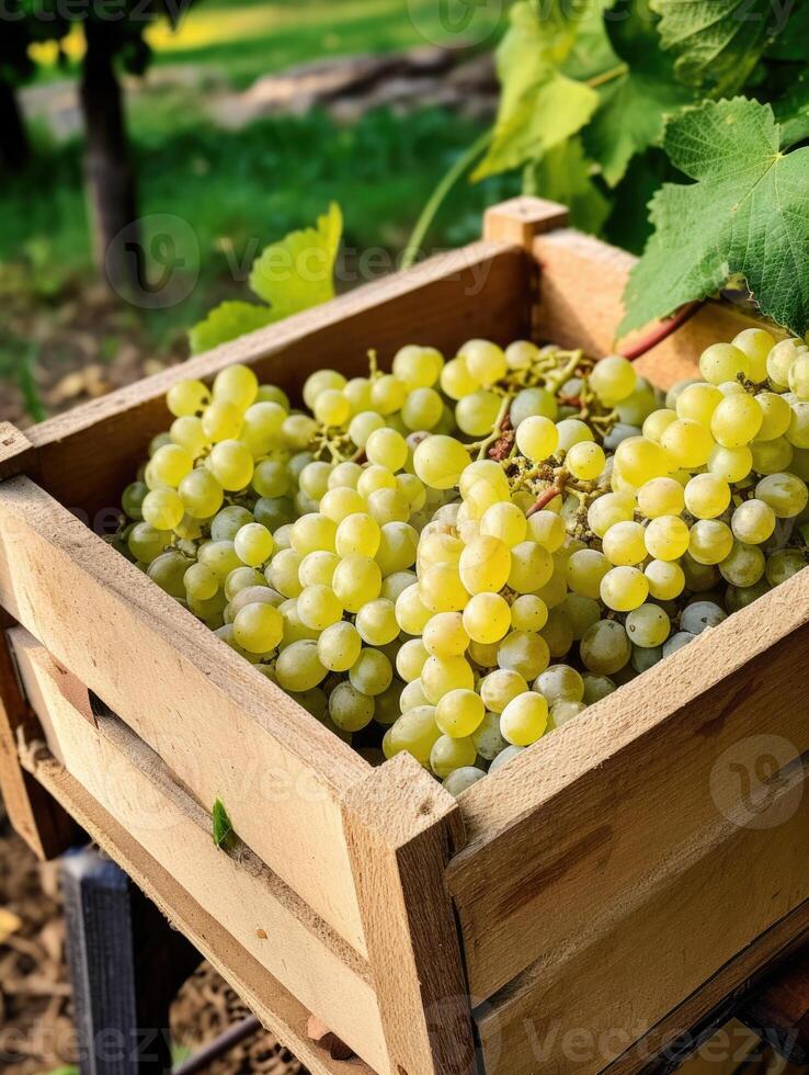 maduro branco uvas dentro uma de madeira caixa em uma fundo do a jardim. espaço para texto, vertical, brincar, generativo ai foto