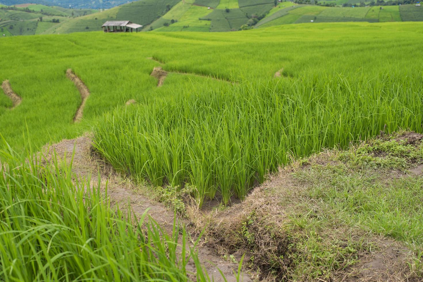 terraços de arroz verde nas filipinas foto