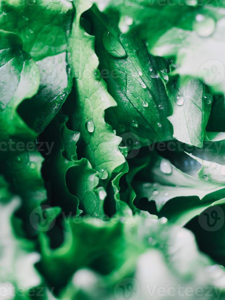 visão macro de folhas verdes frescas de alface com gotas de água foto