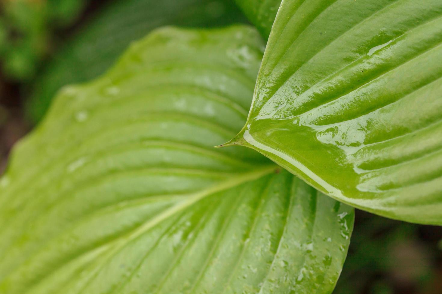 vegetação selvagem folhas verdes na floresta foto