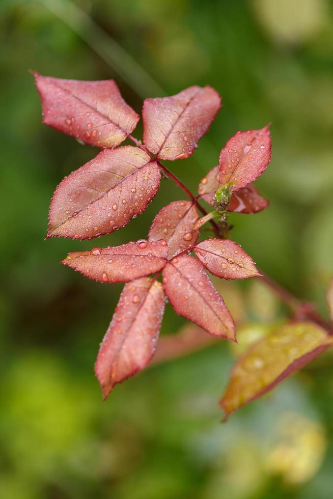 dias chuvosos de vegetação selvagem foto