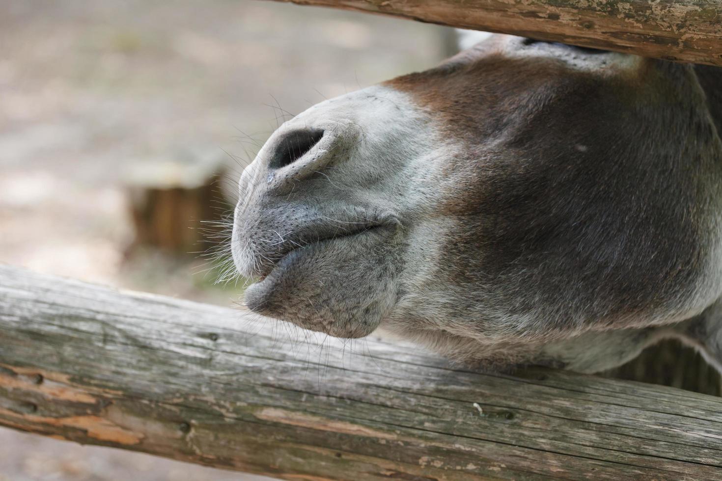 cara engraçada de burro foto