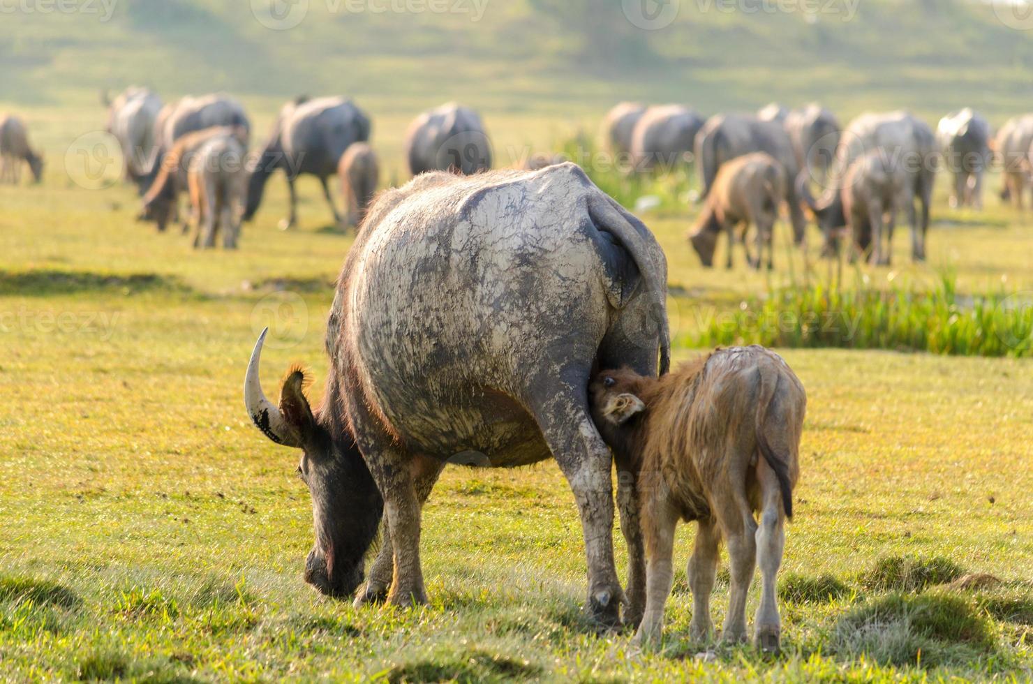 búfalo rebanho de búfalos do prado dourado foto