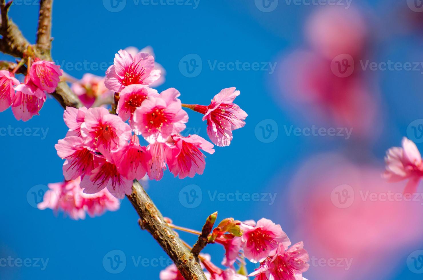 sakura fundo azul angkhang chiang mai tailândia foto