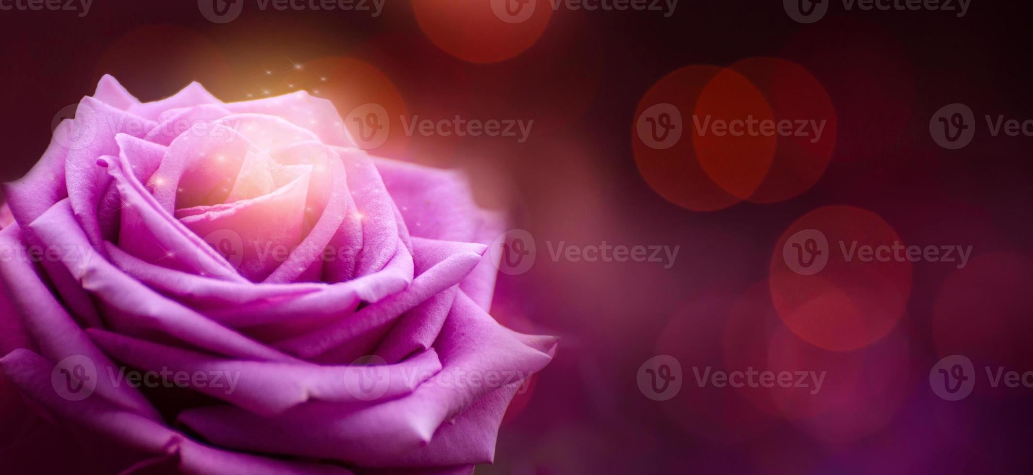 banner de bokeh rosa púrpura vermelho dia dos namorados foto