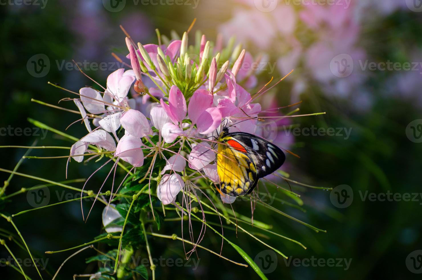 borboleta na flor cleome spinosa jacq parque real ratchaphruek chiang mai tailândia foto