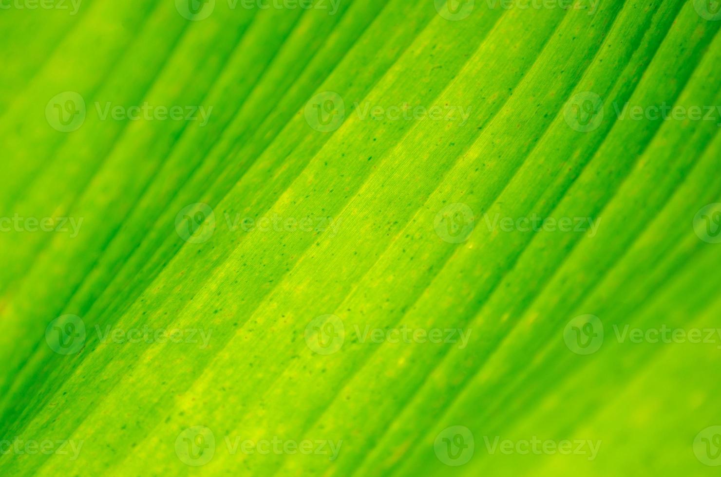 fundo fechar folha de bananeira verde folha de bananeira abstrato foto