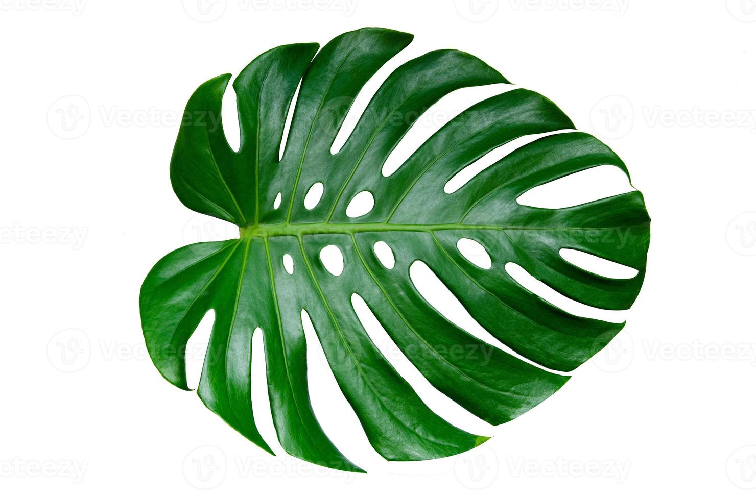 Monstera deixa folhas com isolado em fundo branco folhas em branco foto