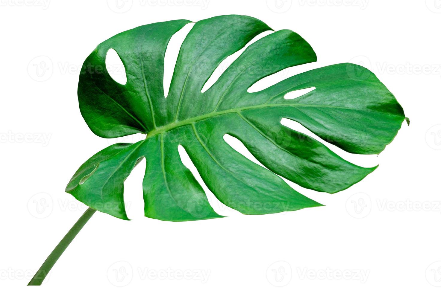 Monstera deixa folhas com isolado em fundo branco folhas em branco foto