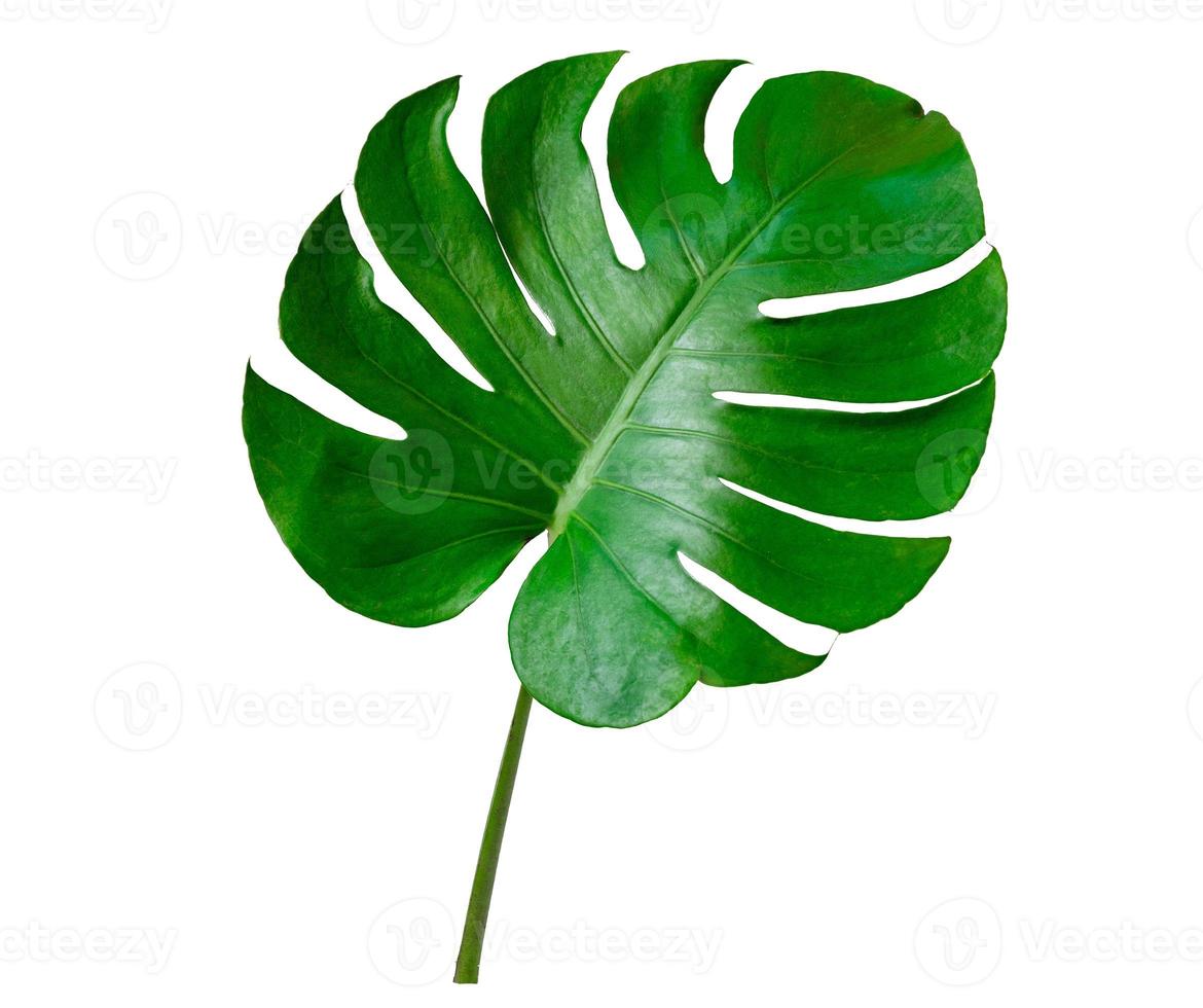 Monstera deixa folhas com isolado em fundo branco folhas em branco foto