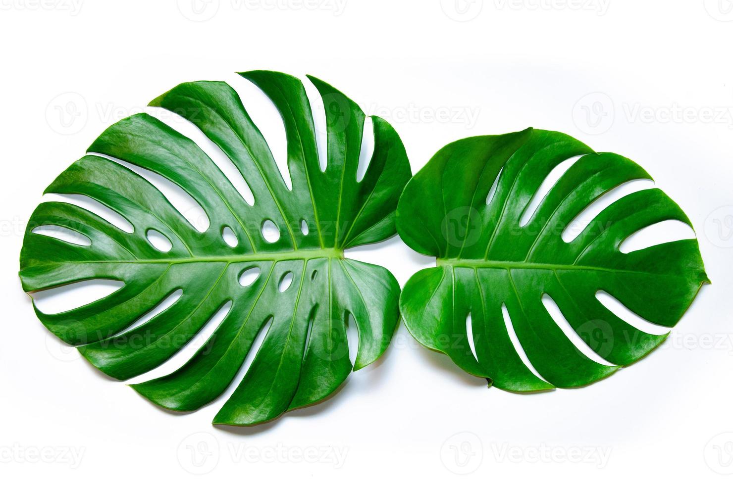 Monstera deixa folhas com isolado em fundo branco folhas em branco foto