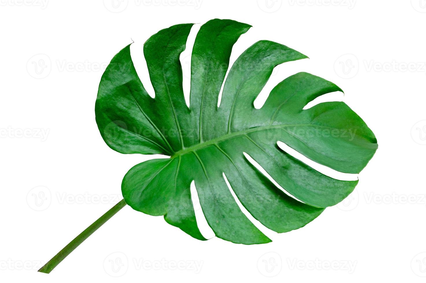 Monstera deixa folhas com isolado em fundo branco folhas em branco foto