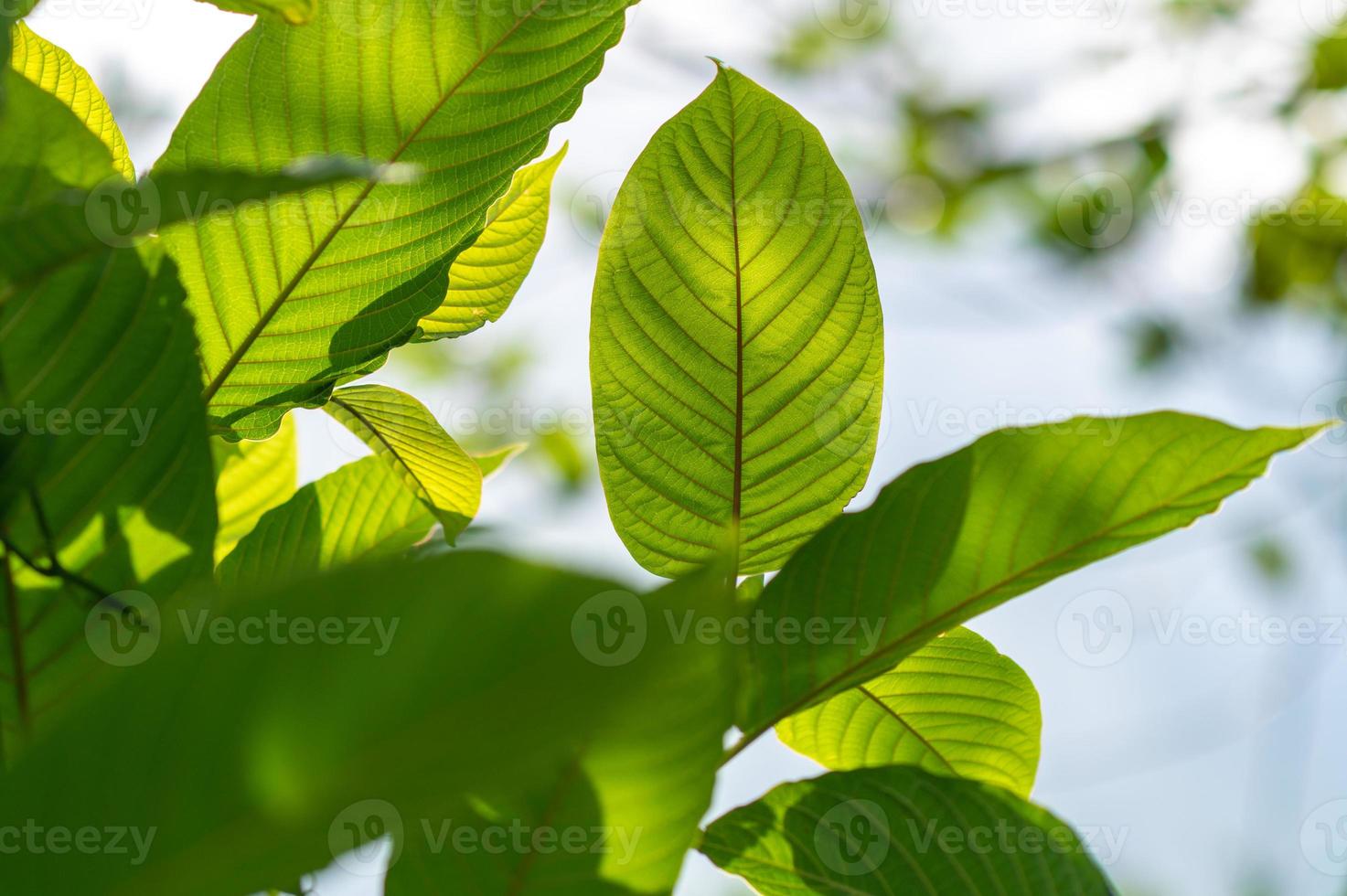 kratom mitragyna speciosa green é um tipo de droga foto