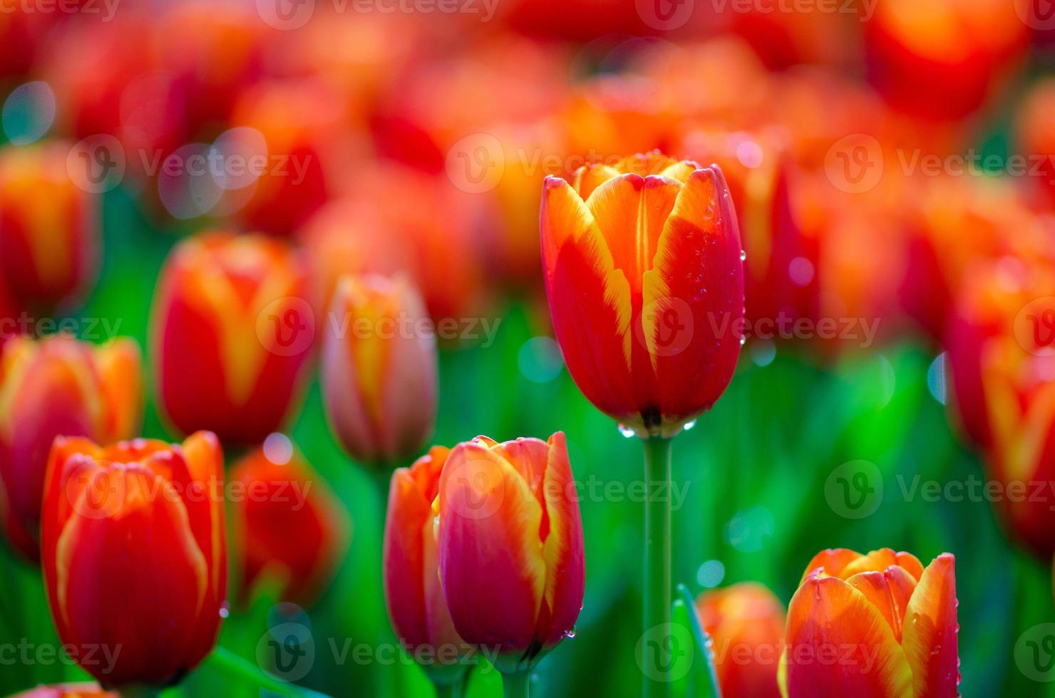 os campos de tulipas vermelhas e amarelas estão florescendo densamente foto