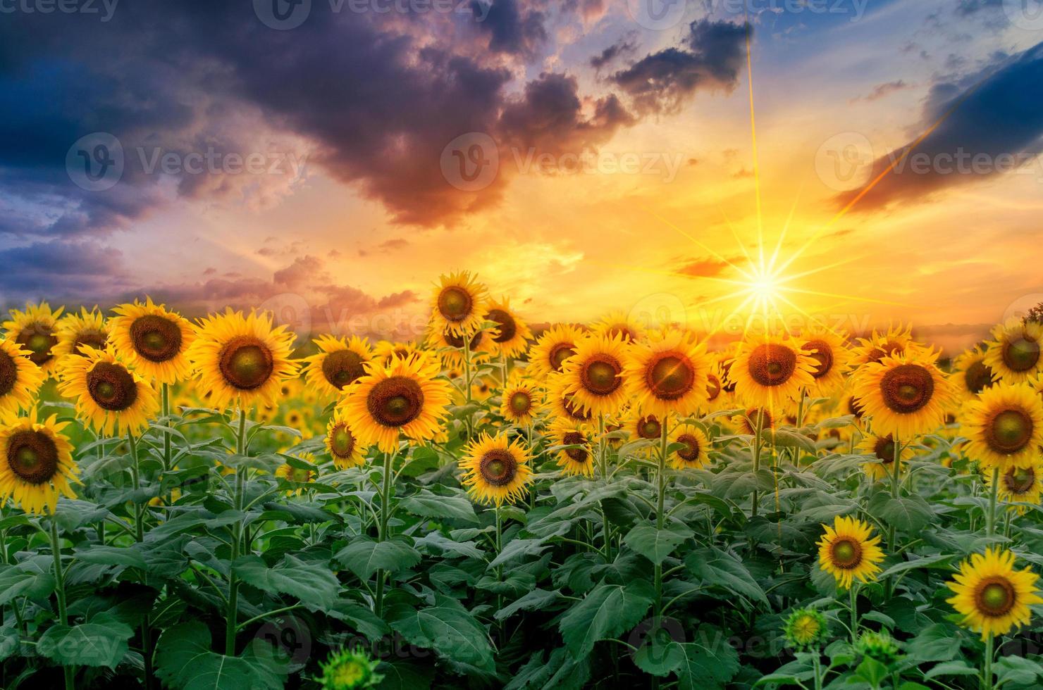 girassóis florescem e luz da manhã. foto