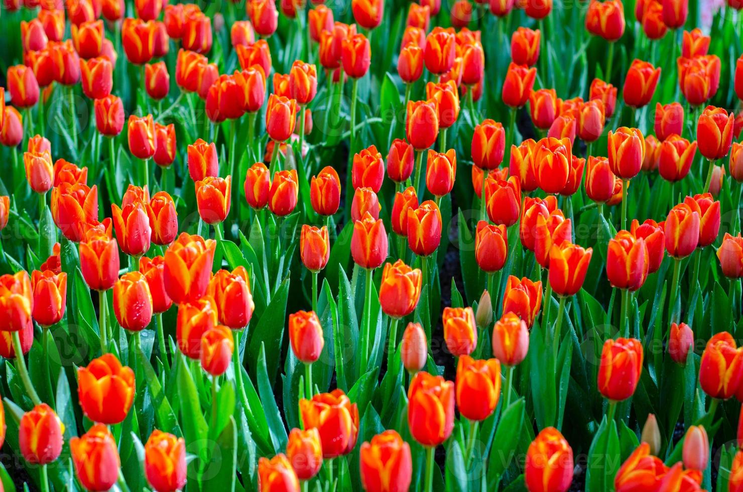 os campos de tulipas vermelhas e amarelas estão florescendo densamente foto