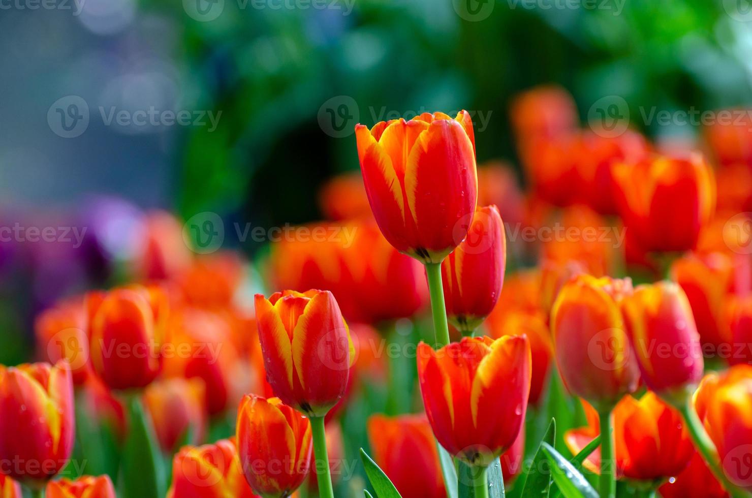os campos de tulipas vermelhas e amarelas estão florescendo densamente foto