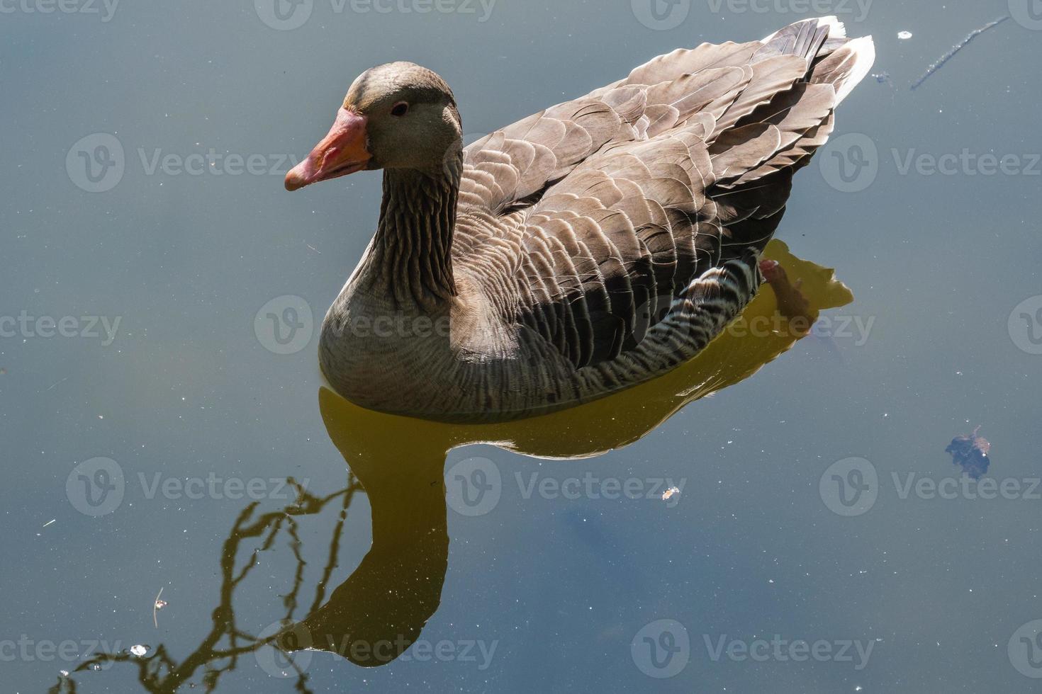 greylag ganso anser anser victoria park belfast irlanda do norte reino unido foto