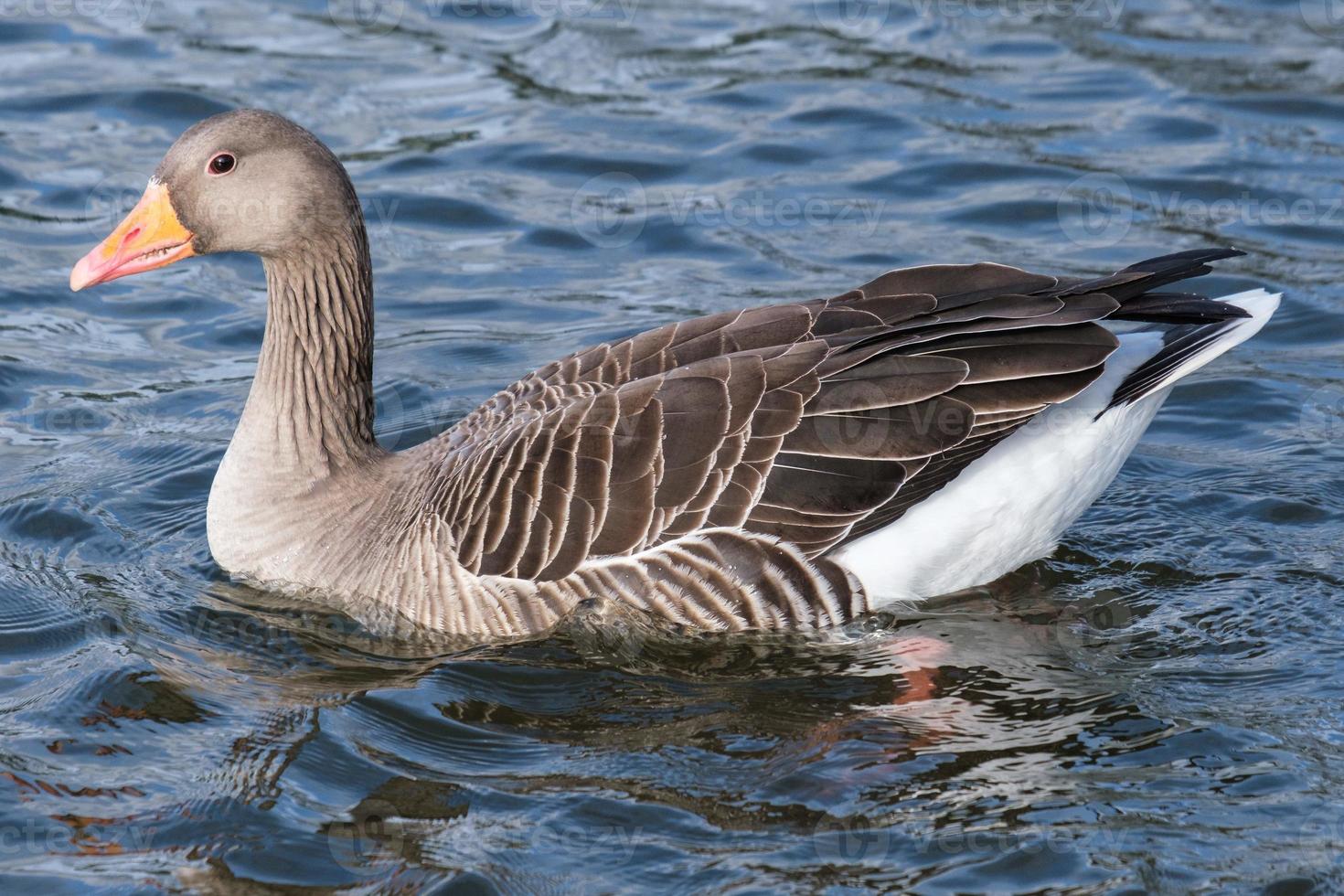 greylag goose anser anser belfast waterworks irlanda do norte reino unido foto