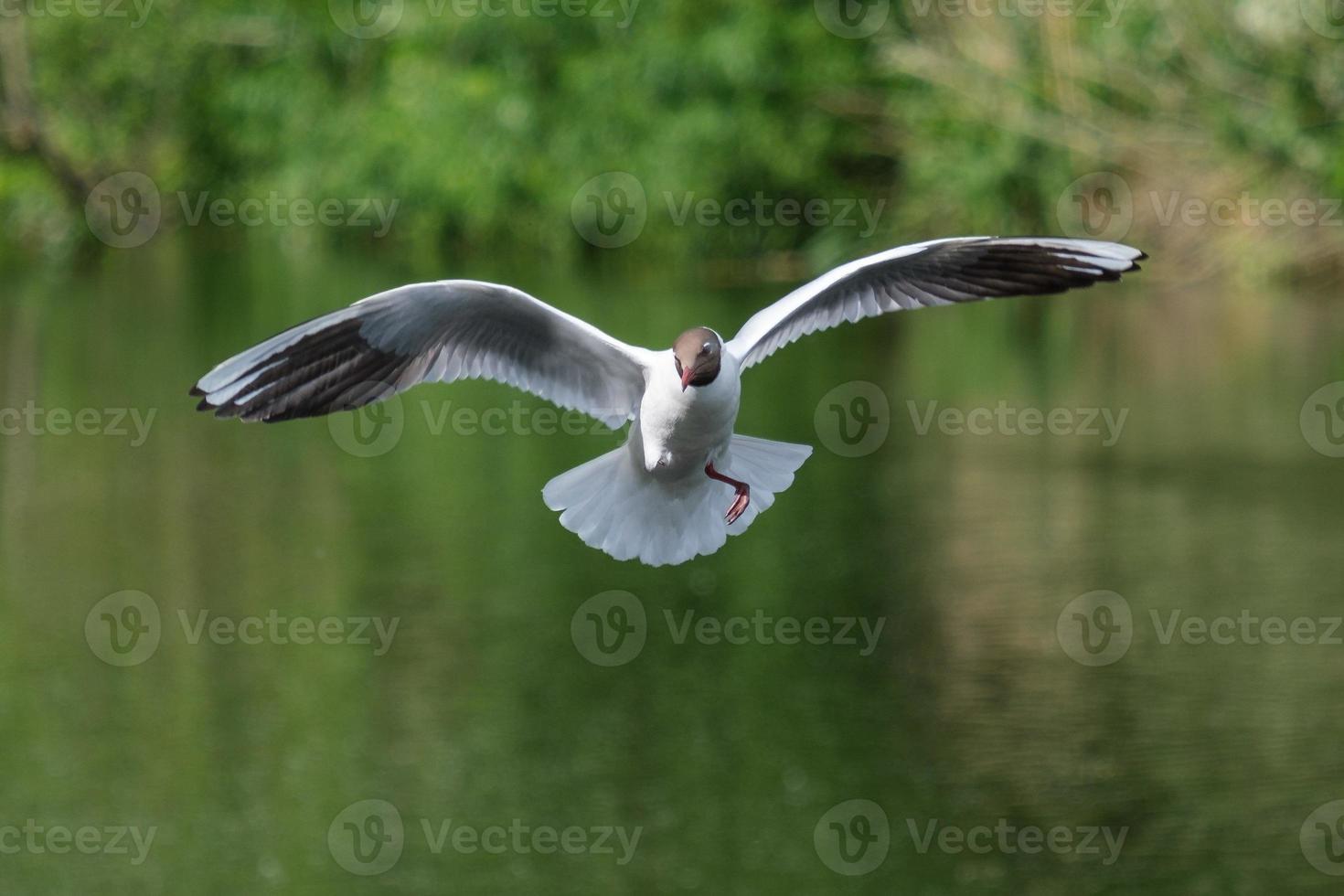 gaivota-negra chroicocephalus ridibundus lagan rio irlanda do norte reino unido foto