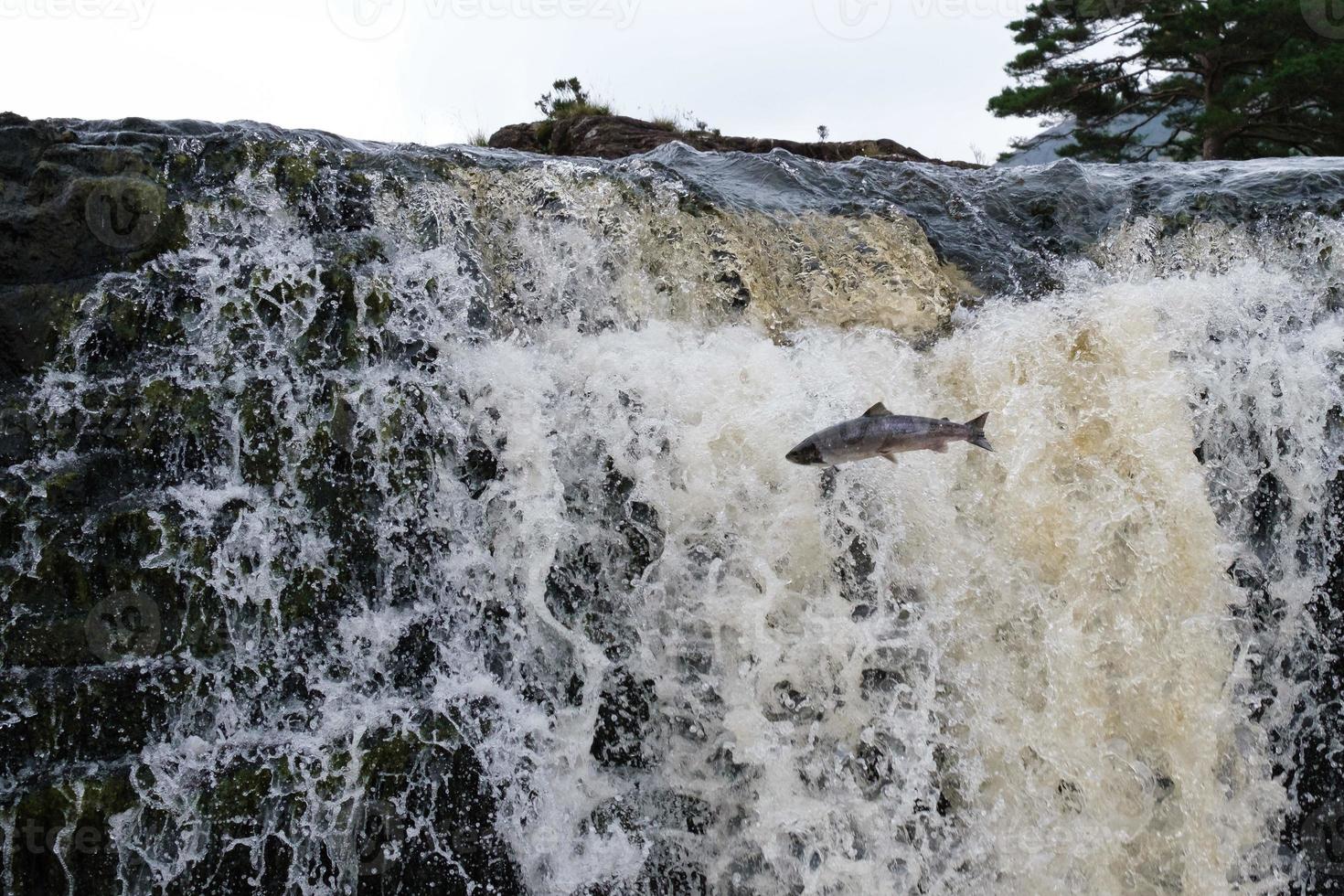 salmão saltando em aasleagh falls mayo irlanda foto