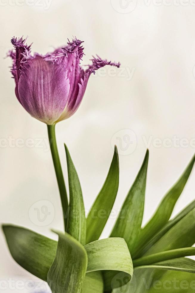 tulipa roxa em um vaso no jardim. Primavera. florescer. foto