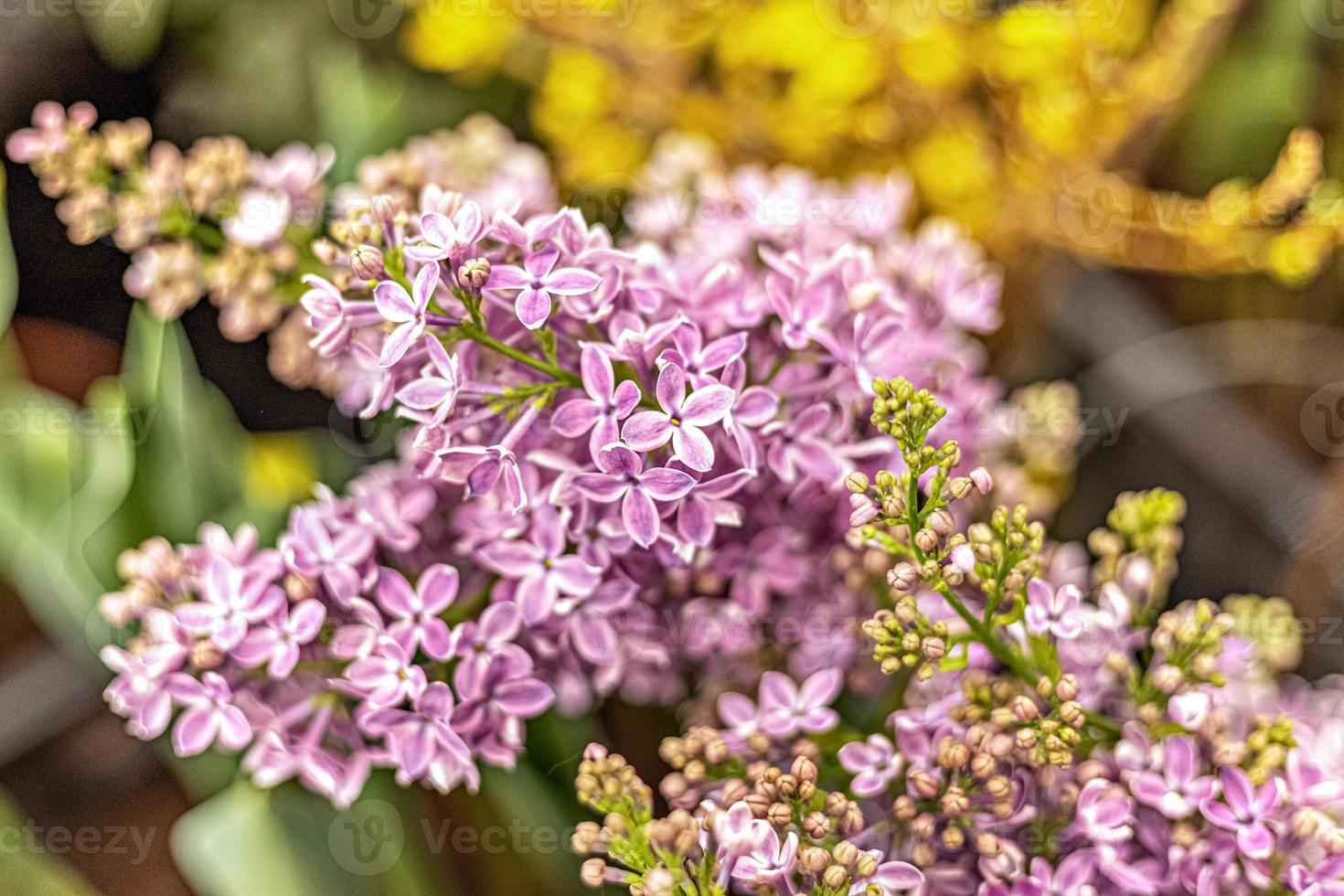 fundo de ramos florescendo de lilás roxo. Primavera. foto