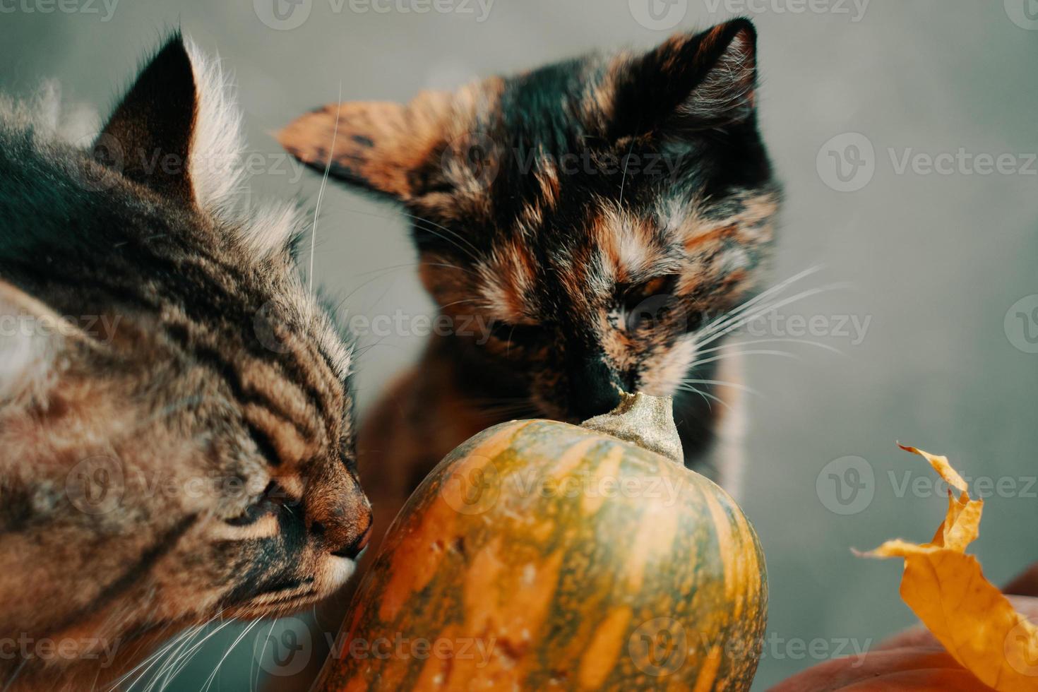 dois gatos bonitos estudam e cheiram uma abóbora sobre um fundo verde. foto