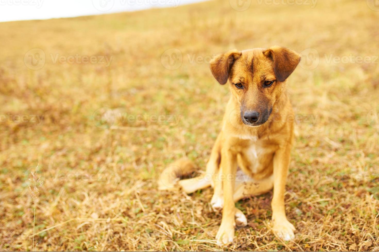 cachorro marrom triste pendurou as orelhas foto