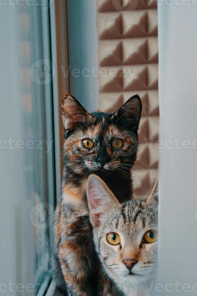 dois gatos domésticos olham para a câmera. foto