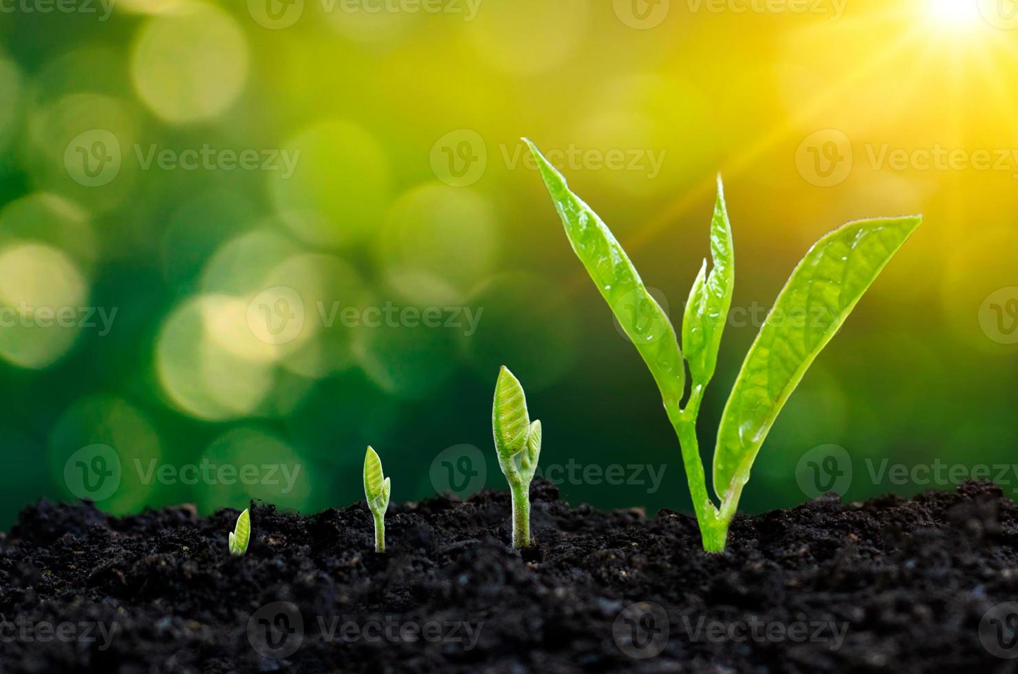 desenvolvimento de crescimento de mudas plantio de mudas planta jovem na luz da manhã no fundo da natureza foto