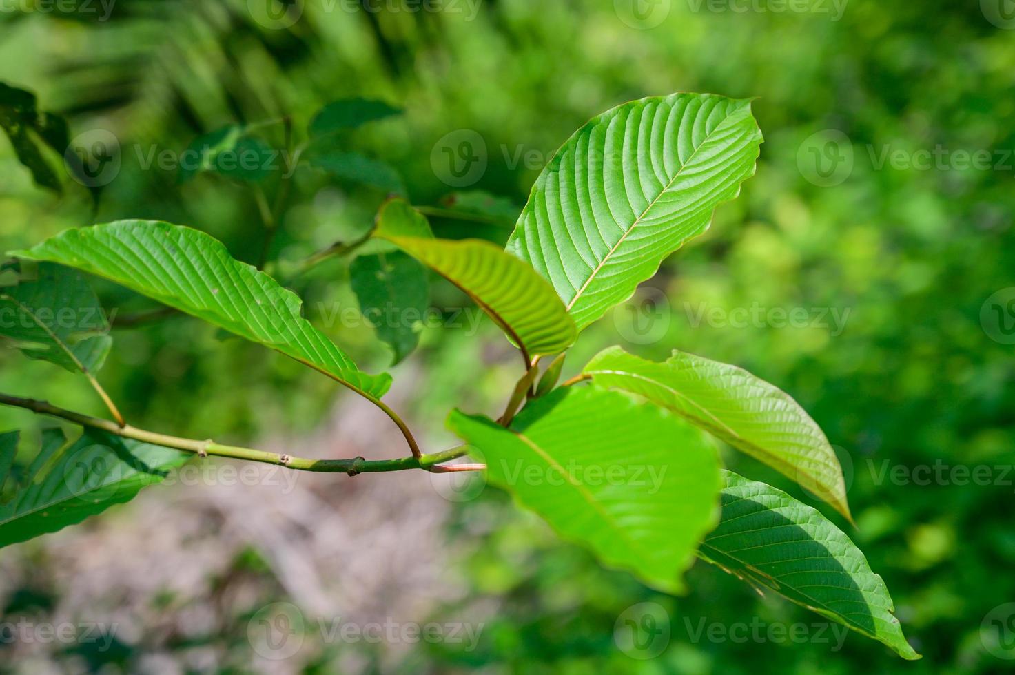 kratom mitragyna speciosa green é um tipo de droga foto