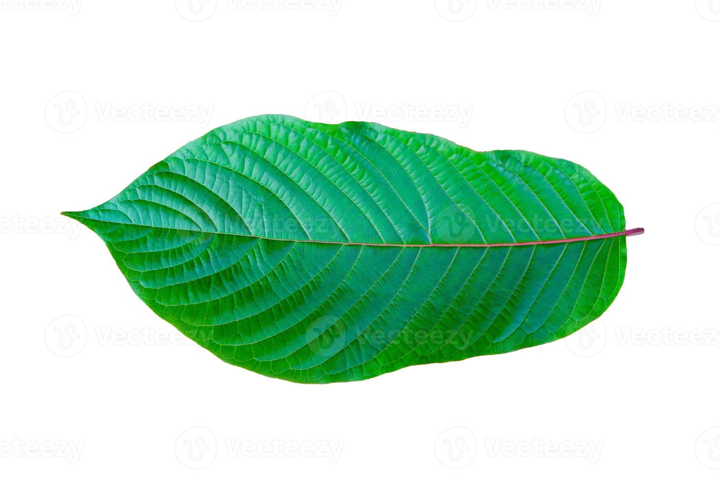 kratom mitragyna speciosa green é um tipo de droga foto