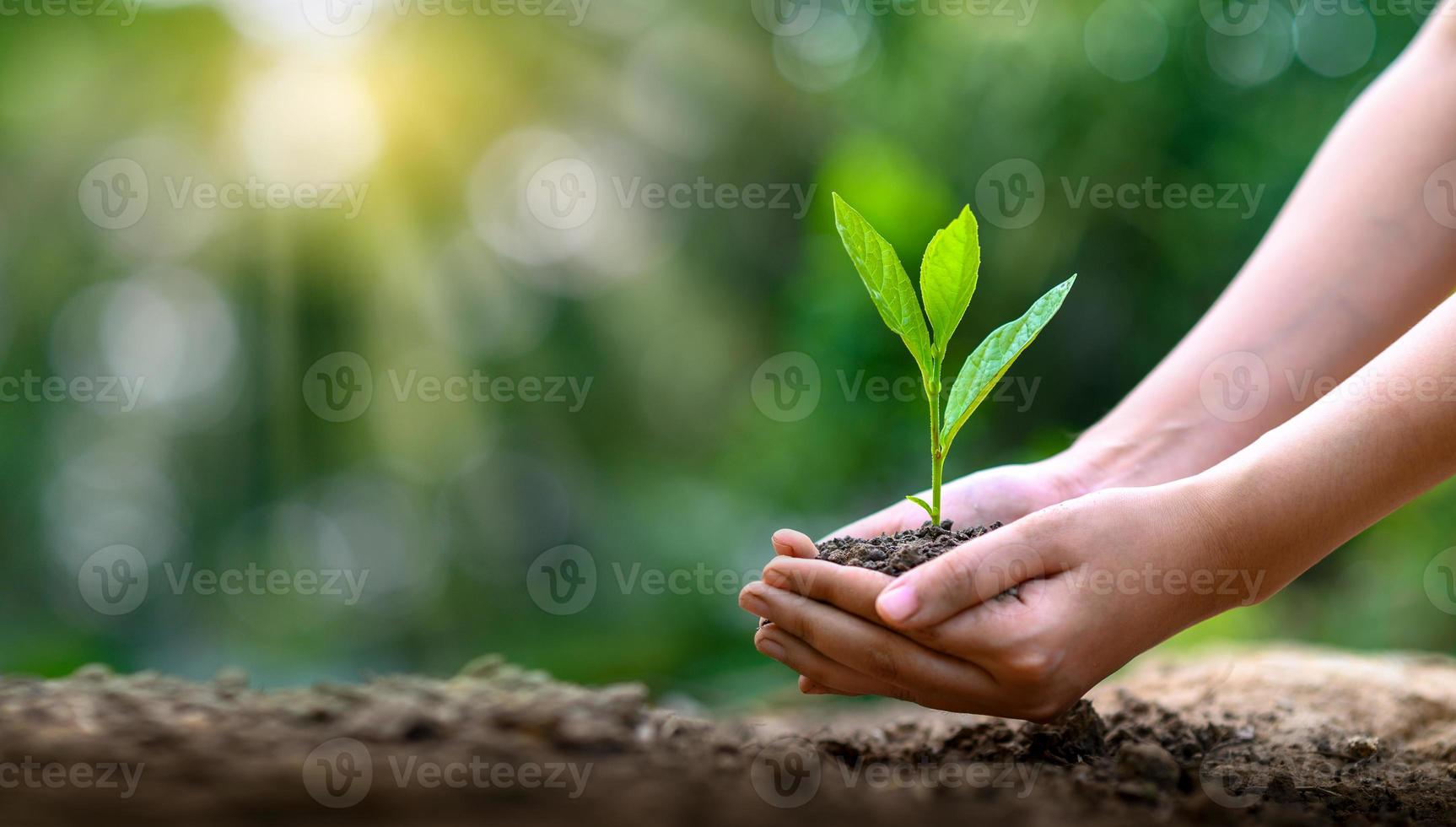 meio ambiente dia da terra nas mãos de mudas de cultivo de árvores. bokeh fundo verde feminino mão segurando uma árvore no campo natureza grama foto