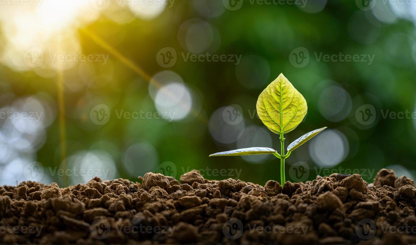 desenvolvimento de crescimento de mudas plantio de mudas planta jovem na luz da manhã no fundo da natureza foto